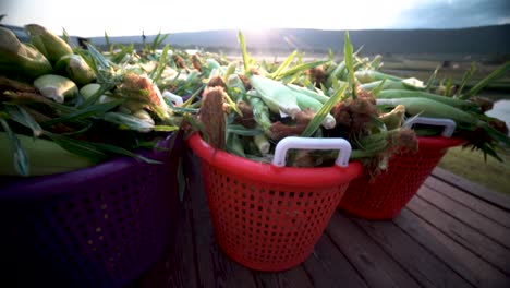 camera booms down from the fields to a trailer loaded with freshly picked corn at sunrise