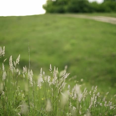 green grassland, path and wood