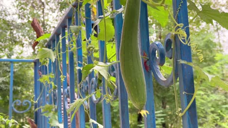 sponge gourd flower plant cucumber to use washing dishes or body in bathroom natural texture grown in backyard in wet rural village climate forest landscape in the town iran family life in nature