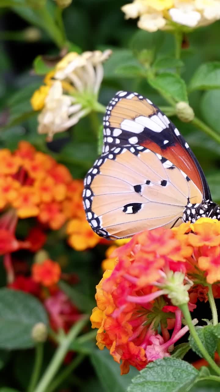 Una farfalla svolazza sopra vivaci fiori da giardino.