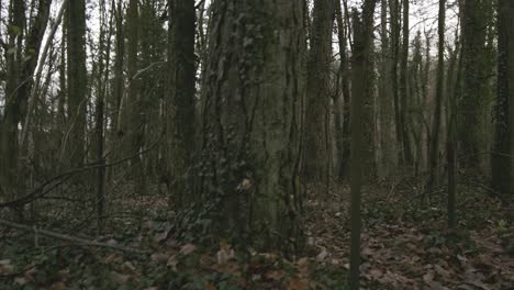 Bewölkter-Tag-Im-Wald-Mit-Metallstöcken-Und-Eisenzaun