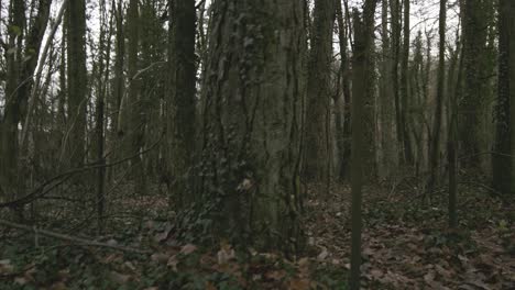 día nublado en el bosque con palos de metal y valla de hierro