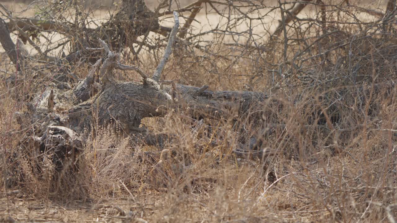 Mangusta snella parzialmente nascosta nell'erba secca accanto a un albero morto nel Parco Nazionale Kruger, Sudafrica. Scena di fauna selvatica nella savana arida con camuffamento naturale e tensione.