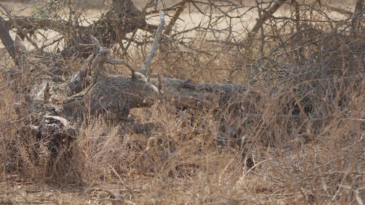 Slender mongoose partially hidden in dry grass beside a dead tree in Kruger National Park, South Africa. Wildlife scene in arid savanna with natural camouflage and tension