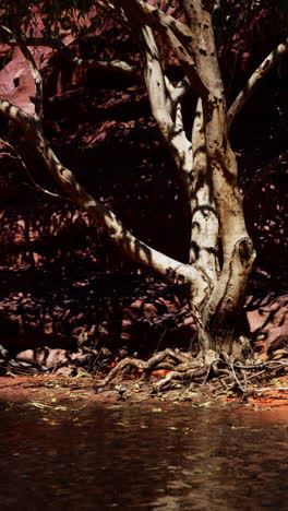 a lone tree stands on the edge of a red rock desert with water in front