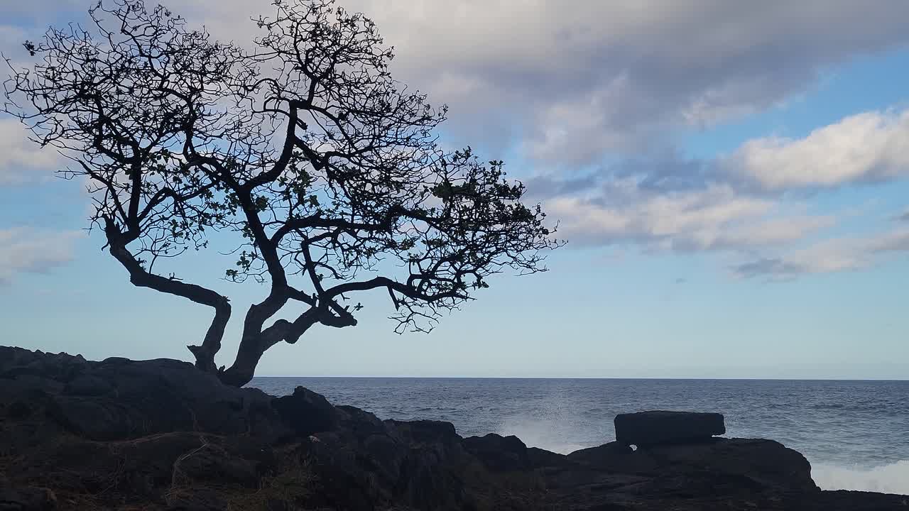 A twisted tree clings to black volcanic rock on a rugged shoreline, set against the gentle movement of ocean waves and a calm sky dotted with clouds.