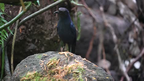 un pájaro azul javan whistling thrush está comiendo orugas esparcidas en una roca