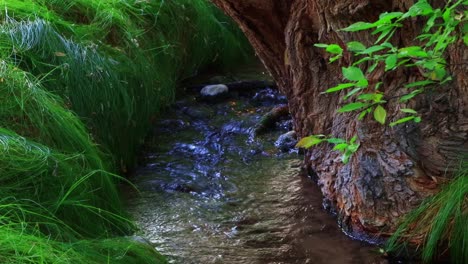 Nevada-Feuchtgebiete-Und-Slow-Stream