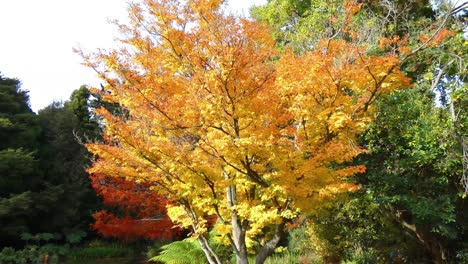 Langsamer-Spaziergang-über-Die-Steinbrücke-In-Richtung-Wunderschöner-Goldener-Blätter---Hagley-Park,-Christchurch