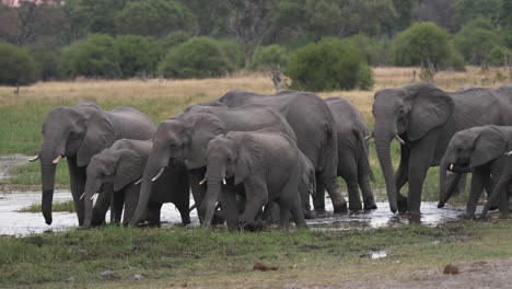 a large herd of african bush elephants drinking from a small body of water