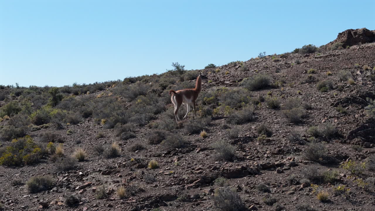 Guanaco running alone in Patagonia.