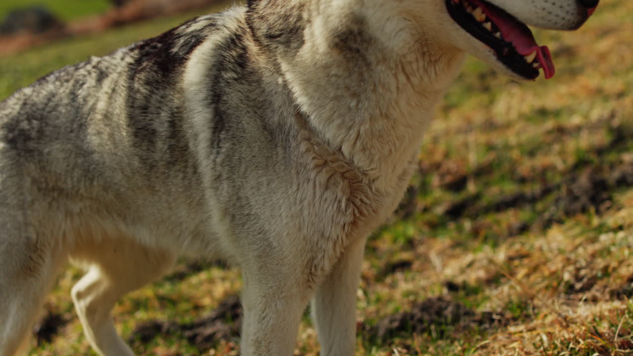 Majestic husky walking through an open alpine field at sunset, with breathtaking mountain views and