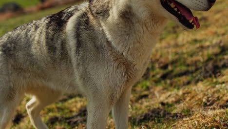 majestic husky walking through an open alpine field at sunset, with breathtaking mountain views and