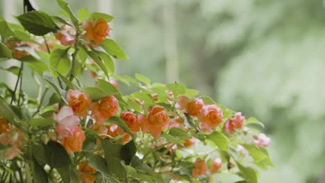 Close-up-image-of-pink-flowers-in-a-suburban-home-front-yard