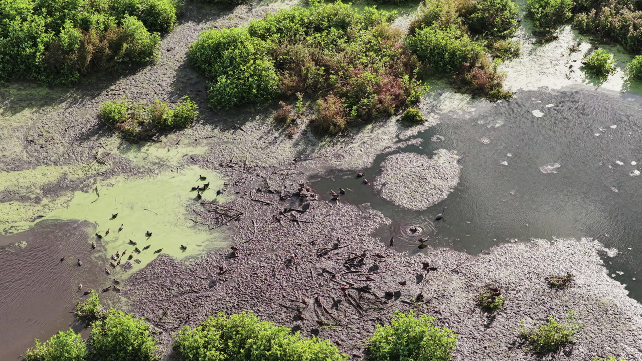 Wading marsh birds feeding across muddy marsh flats and shallow water at Emeralda Marsh Florida, aerial medium backdrop