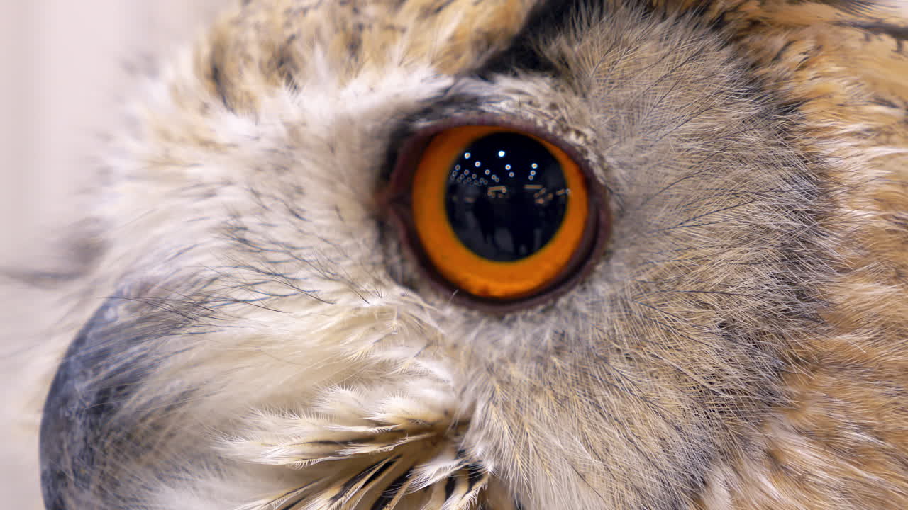 A close-up of an owl's face as it was facing to the left and then turned its face up front, and then to the right