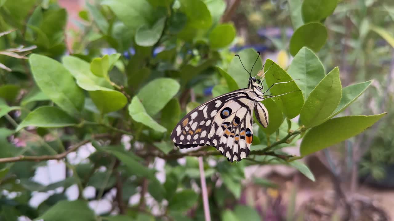 closeup shot of the butterfly known as lime swallowtail (Papilio demoleus) on the flowers
