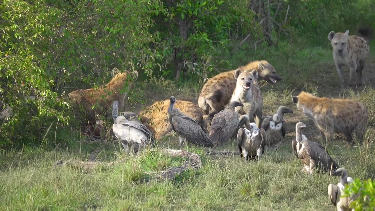 African Safari Animal Kill with hyenas and vultures feeding