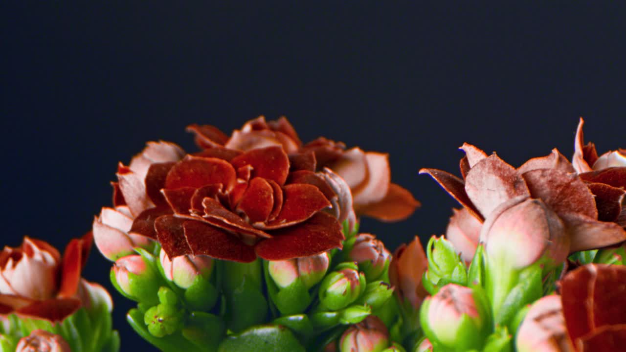 primer plano de las flores rojas