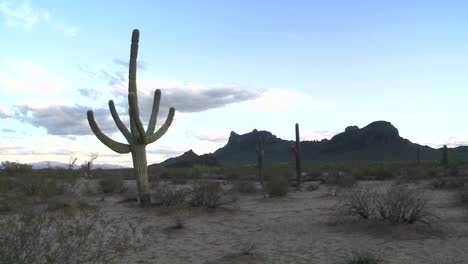 La-Maleza-Del-Desierto-Se-Mueve-Con-Una-Ligera-Brisa