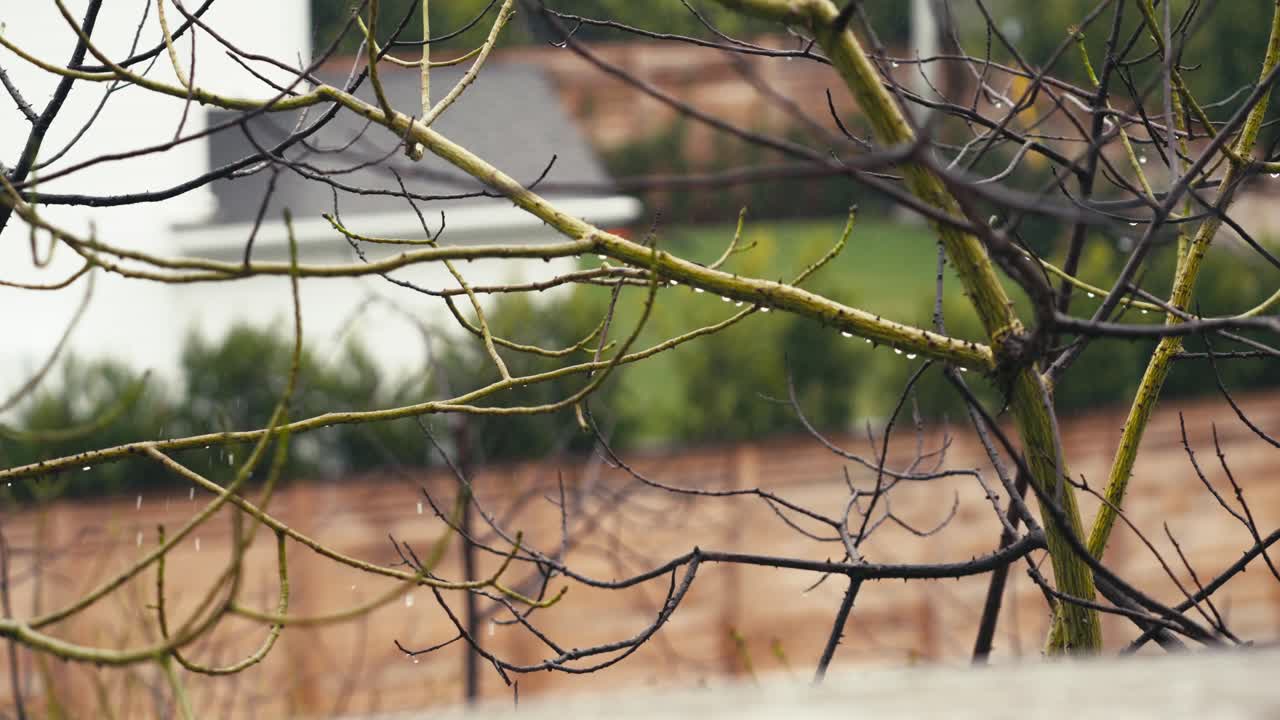 día de viento en la temporada de lluvias, ramas de árboles con gotas de agua, detalle, cámara lenta