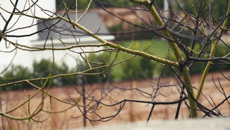 Windy-Day-on-Rainy-Season,-Tree-Branches-With-Water-Drops,-Detail,-Slow-Motion