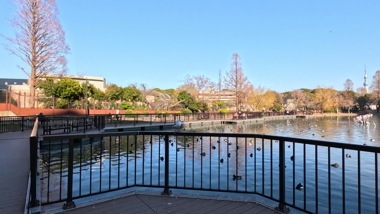 조용 한 도시 연못 에서 새 들 에게 먹이 를 주는 사람