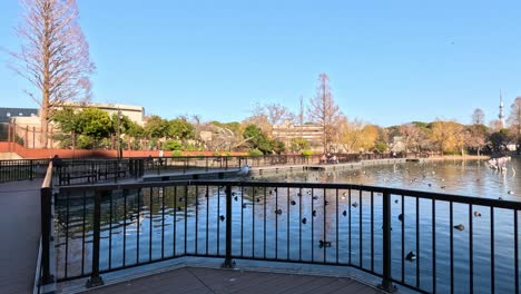 person feeding birds at a serene city pond