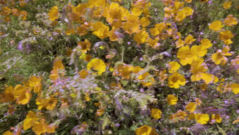 Looking-Down-on-Yellow-Poppies.-Camera-Rotates-Quickly