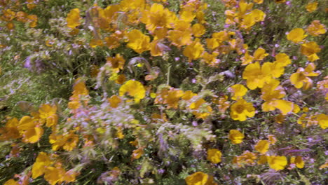 looking down on yellow poppies. camera rotates quickly