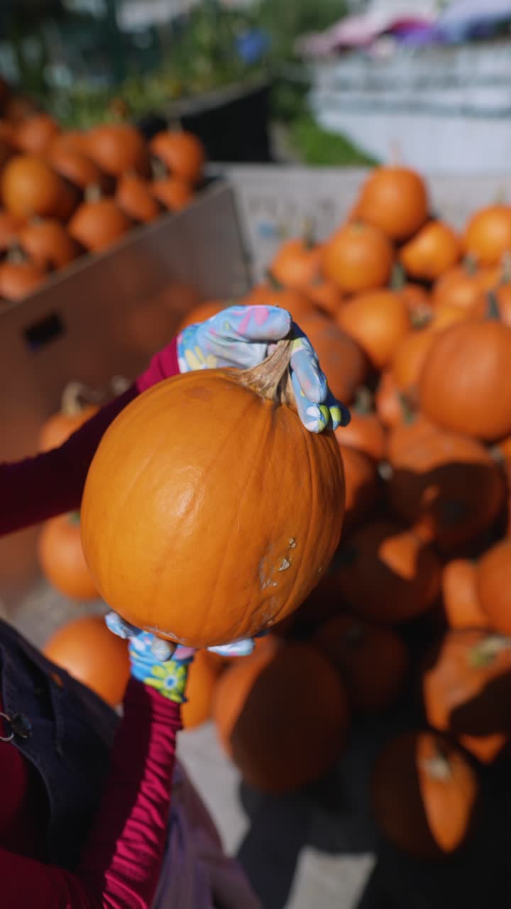 una mujer recogiendo una calabaza.