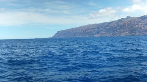 delfines nariz de botella que salen a la superficie en tenerife