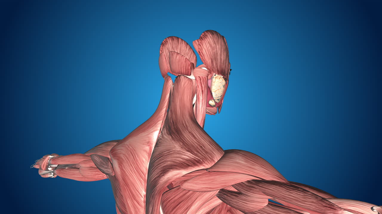 Human Muscles Anatomy