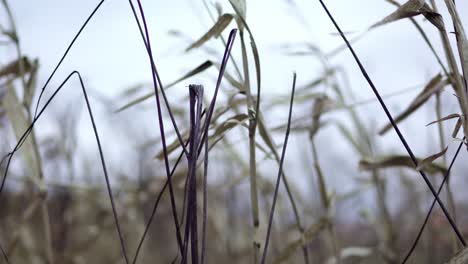 Maisstängel-Wehen-Vor-Der-Ernte-Im-Wind