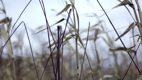 tallos de maíz antes de la cosecha que sopla en el viento
