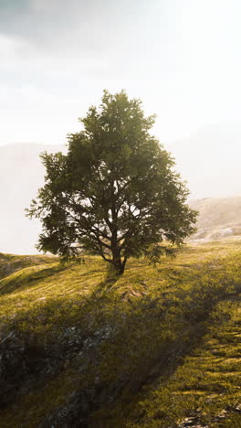 single tree on a hilltop