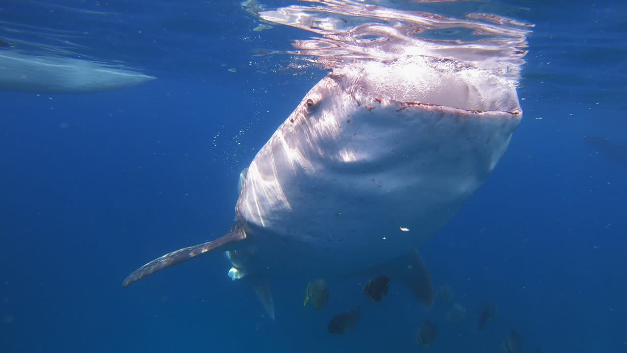 거대한 고래 상어가 해수면에서 플랑크톤을 먹습니다.