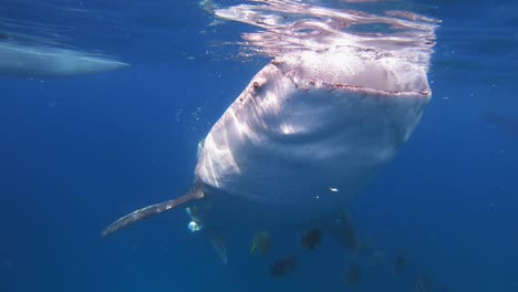 a giant whale shark eats plankton off of the sea surface