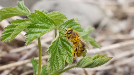 Una-Abeja-Se-Limpia-Del-Polen-En-Una-Planta-Verde