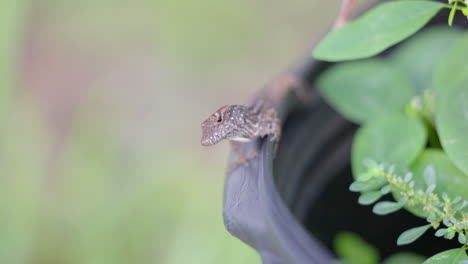 small brown garden lizard perched on garden pot plant