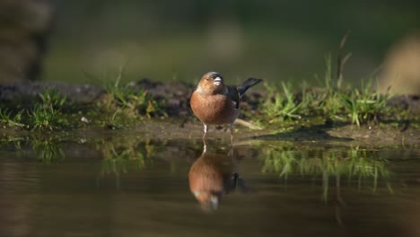 Perfect-water-surface-reflection-of-Common-chaffinch-drinking-water,-low-angle