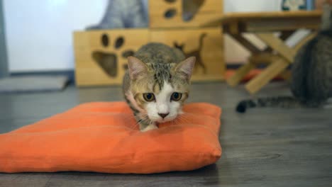 el gato se queda.