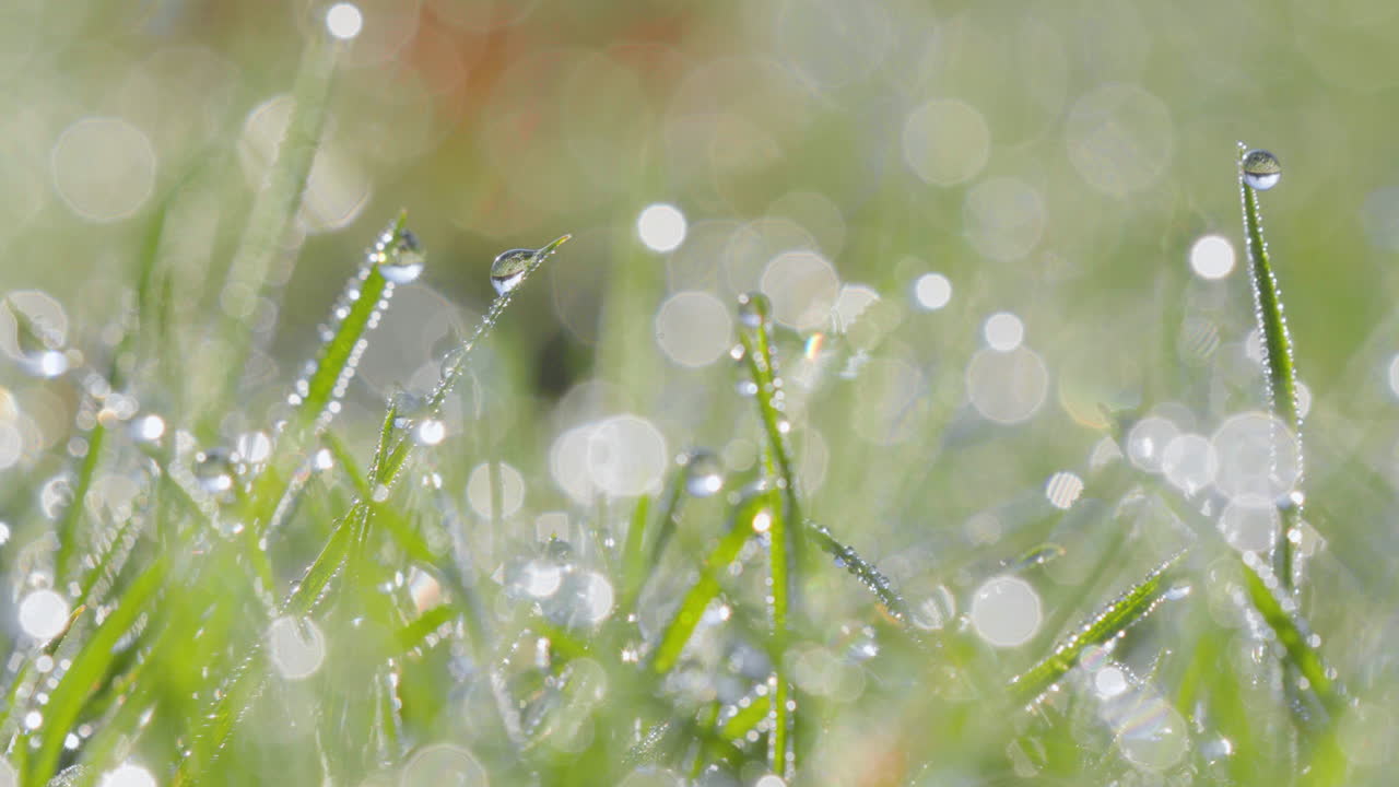 아침의 빛은 이슬로 가득 찬 풀 위에 춤을 추며 자연의 요소들의 섬세한 균형을 강조하고 새벽의 단순한 아름다움을 강조합니다.