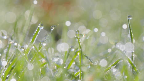 the morning light dances on dew-laden grass, highlighting the delicate balance of nature's elements and the simple beauty of the early day