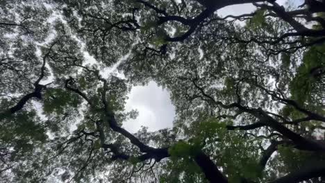 Vertical-Shot-of-Tree-Canopies-With-Lush-Foliage-At-Daytime