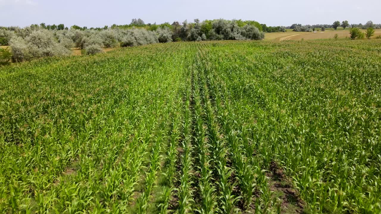campo de maíz en el campo húngaro
