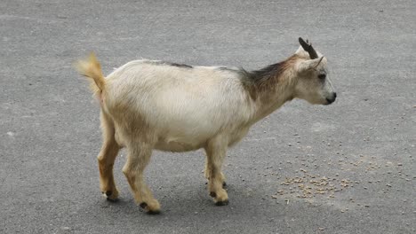 goat eating on the street