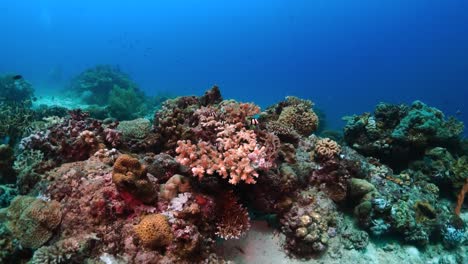 Nähert-Sich-Einem-Großen-Korallensystem-Voller-Leben-Mit-Tiefblauem-Ozeanhintergrund