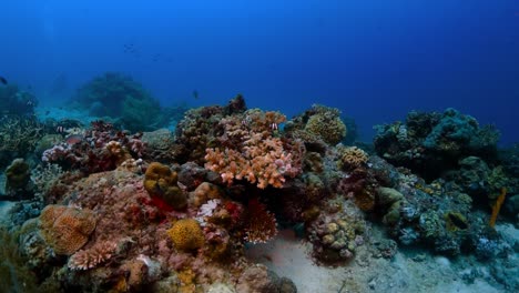 Acercándose-A-Un-Gran-Sistema-De-Coral-Lleno-De-Vida-Con-Un-Fondo-Oceánico-Azul-Profundo