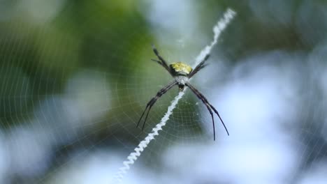 Araña-En-Redes-Vídeos-De-Alta-Definición